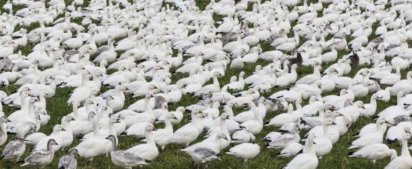 New Mexico Snow geese flock on grass